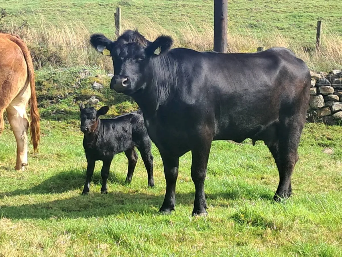 P.B.Reg Aberdeen Angus - Image 3