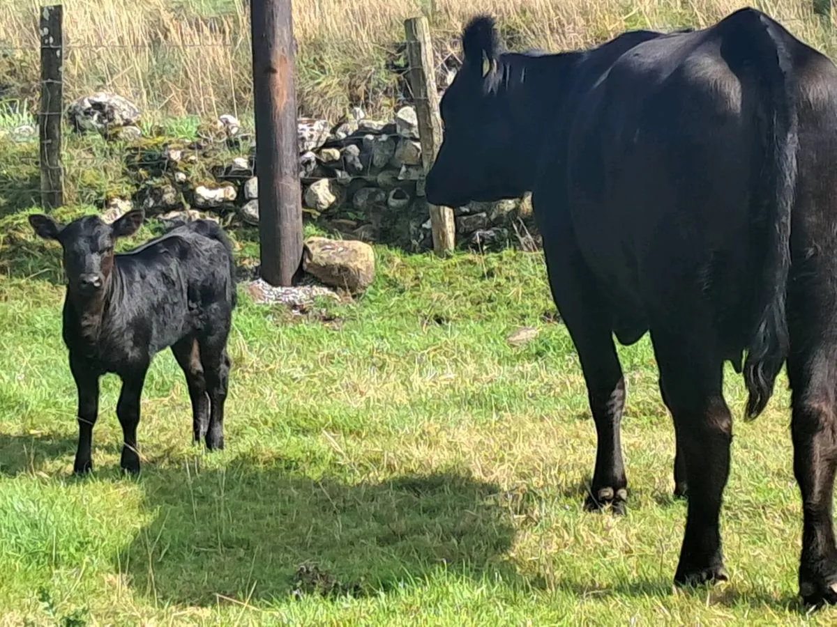 P.B.Reg Aberdeen Angus - Image 4