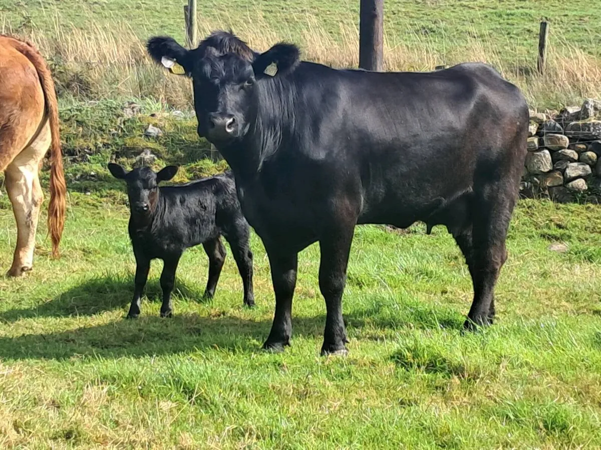 P.B.Reg Aberdeen Angus - Image 1