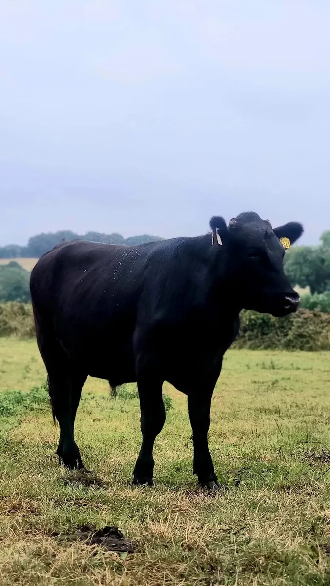 20 AAX bullocks - Image 1