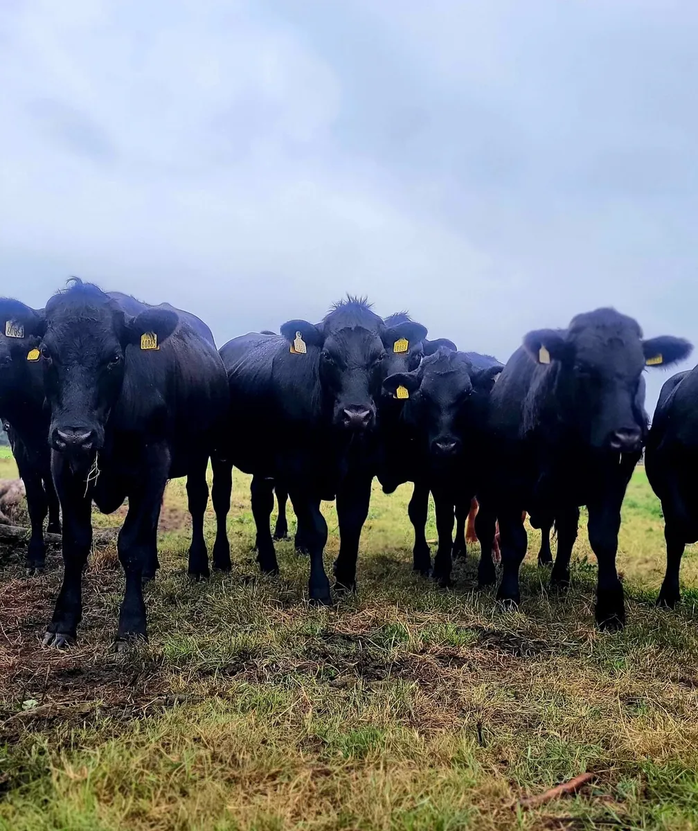 20 AAX bullocks - Image 2