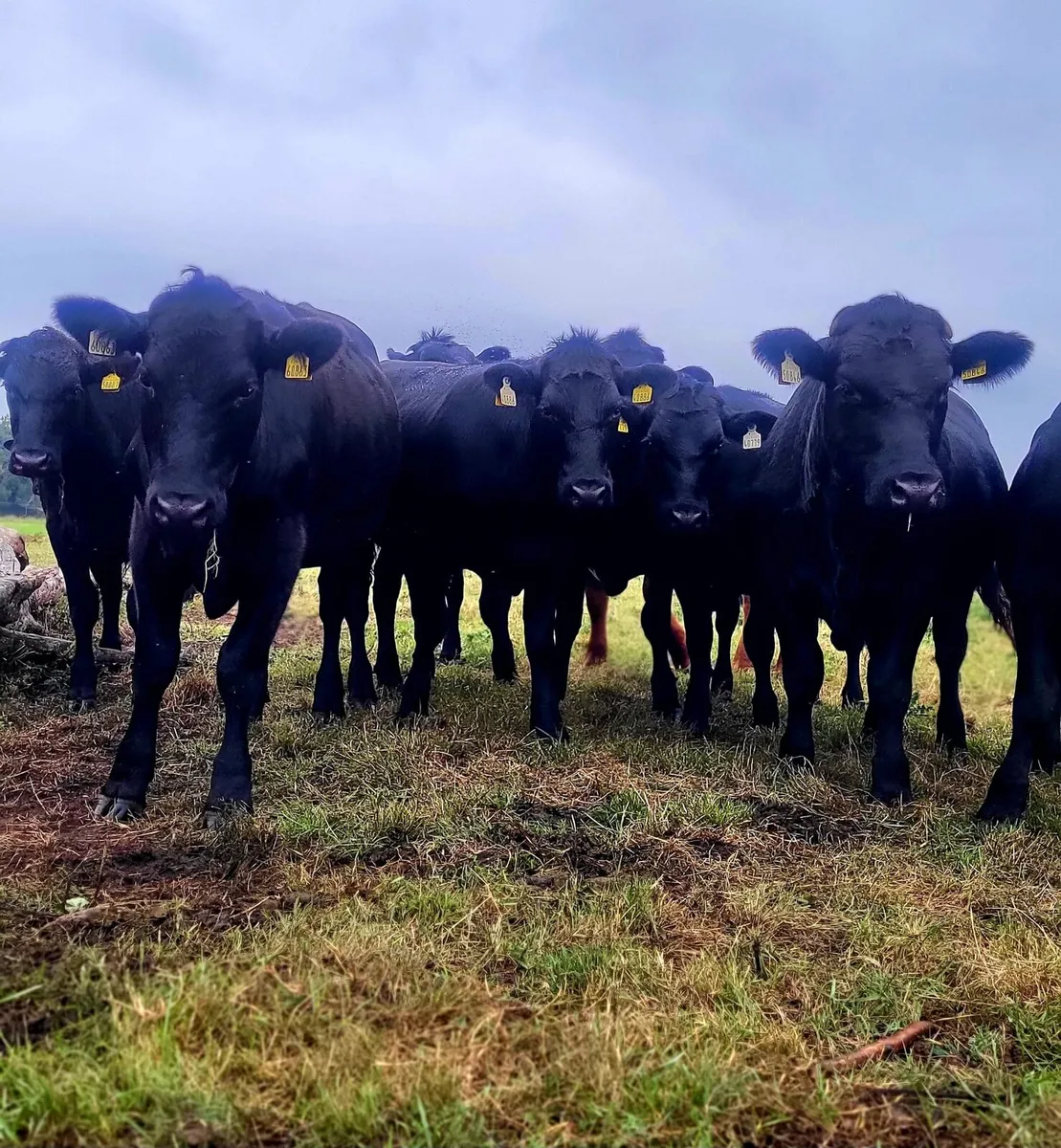 20 AAX bullocks - Image 3