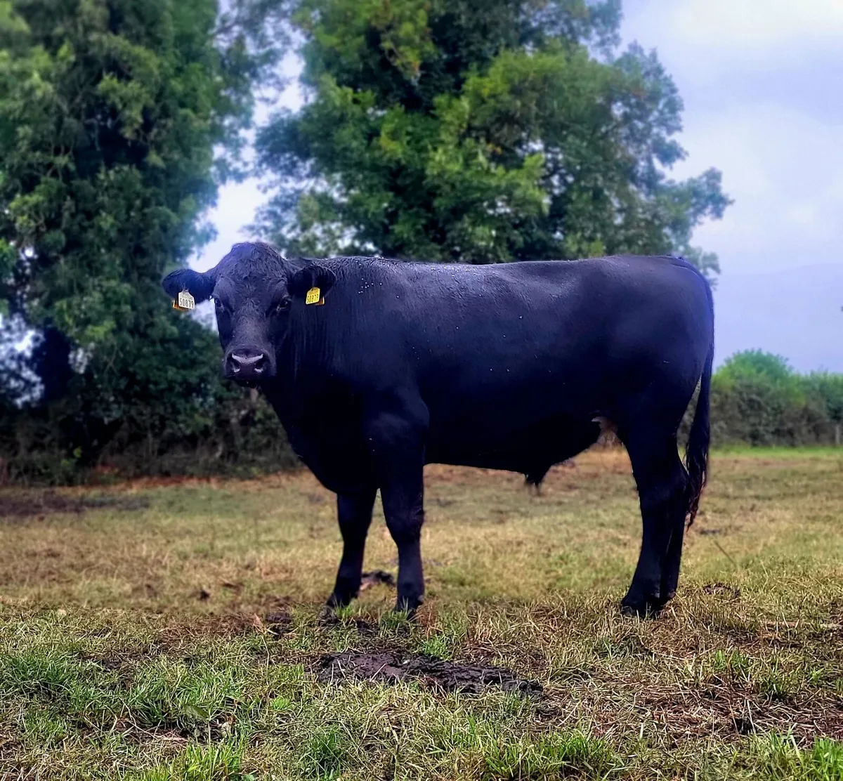 20 AAX bullocks - Image 4