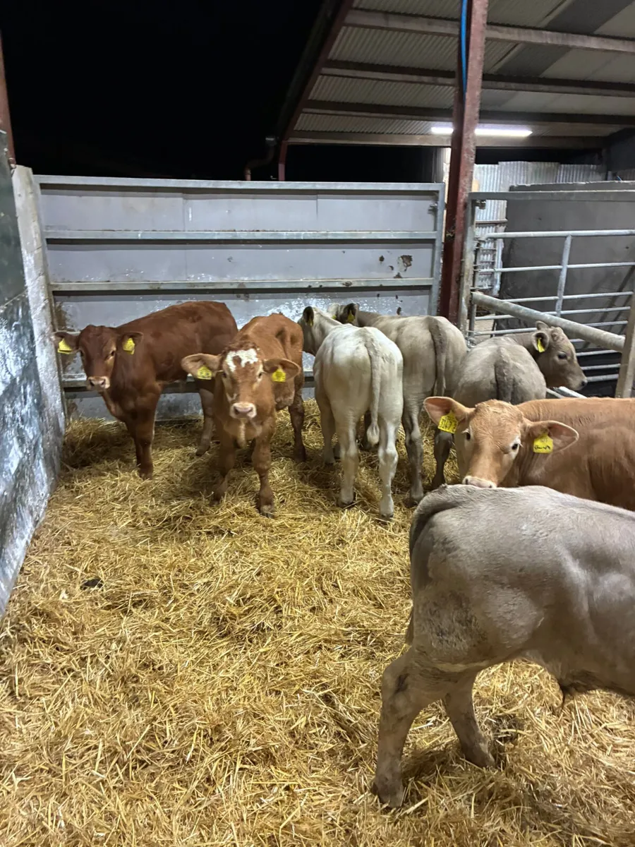 Beef bred bulls - Image 4