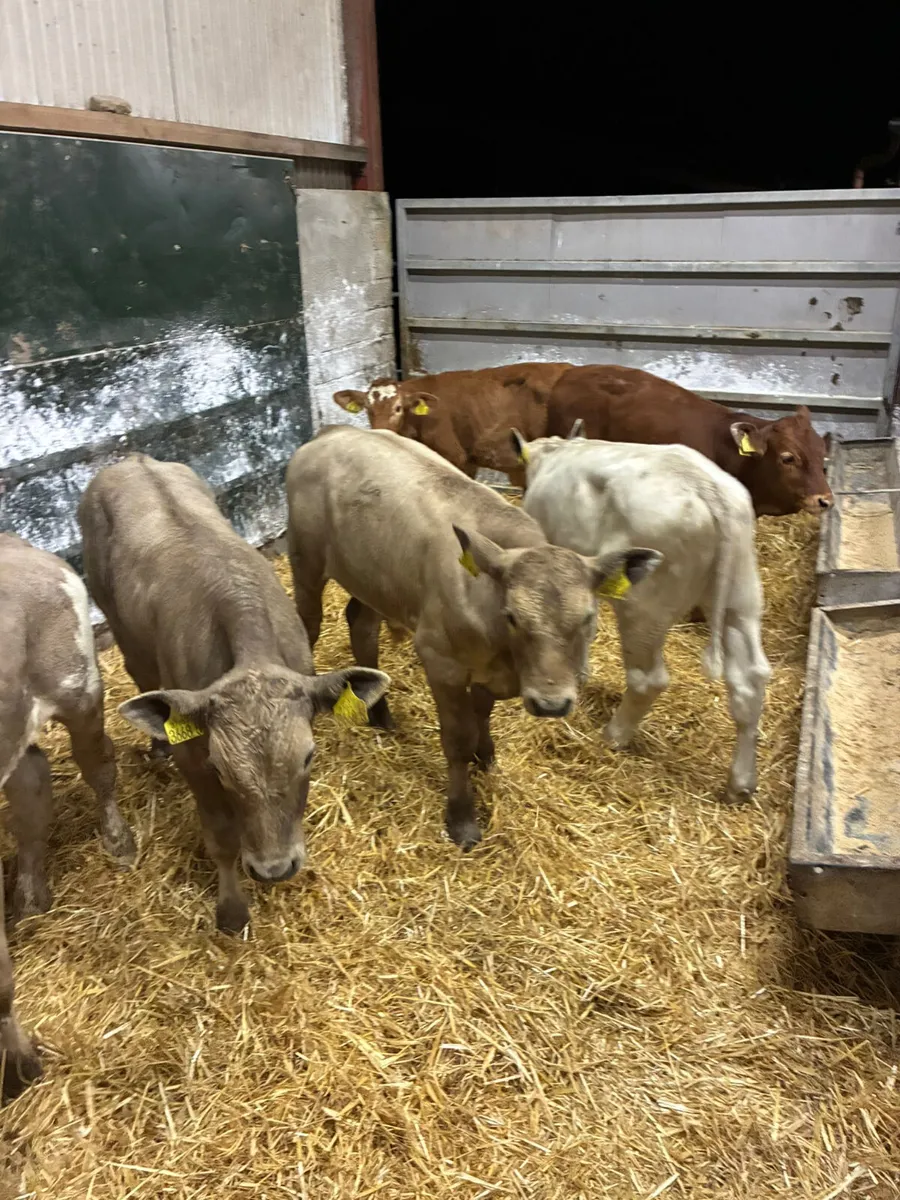 Beef bred bulls - Image 3