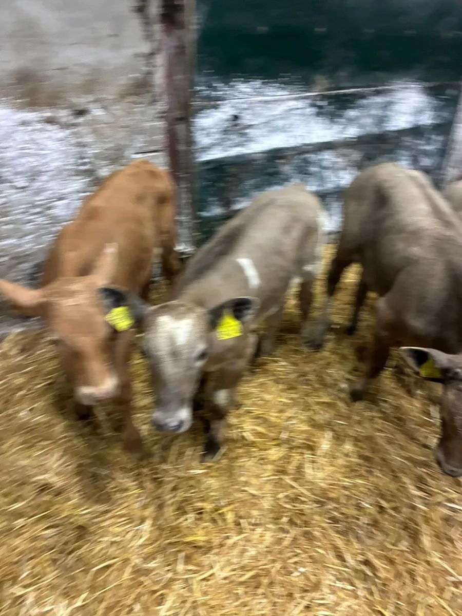 Beef bred bulls - Image 1