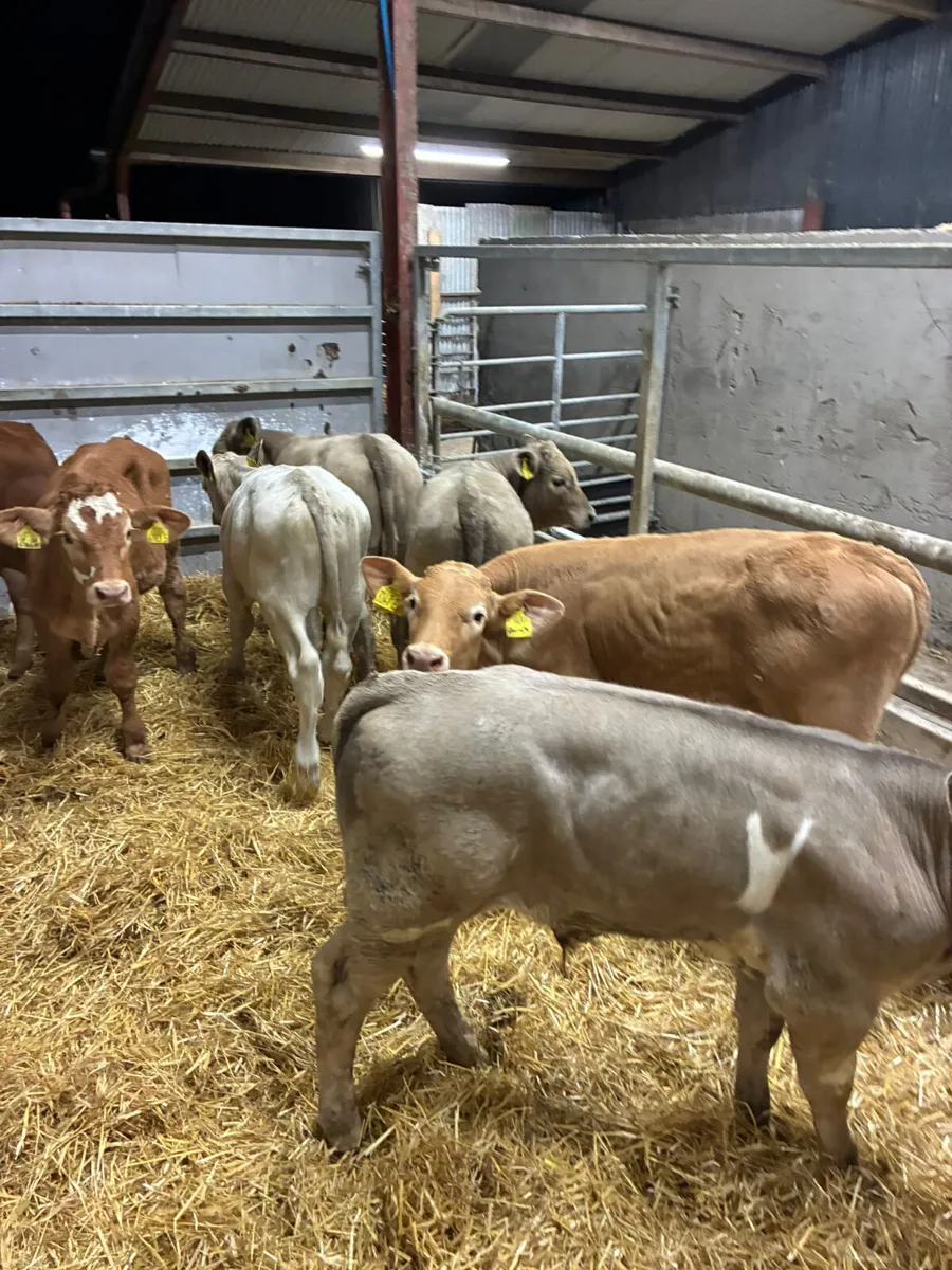 Beef bred bulls - Image 2