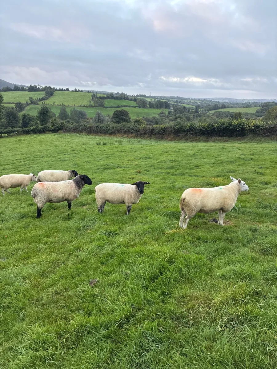 20 organic ewe Hoggets - Image 1