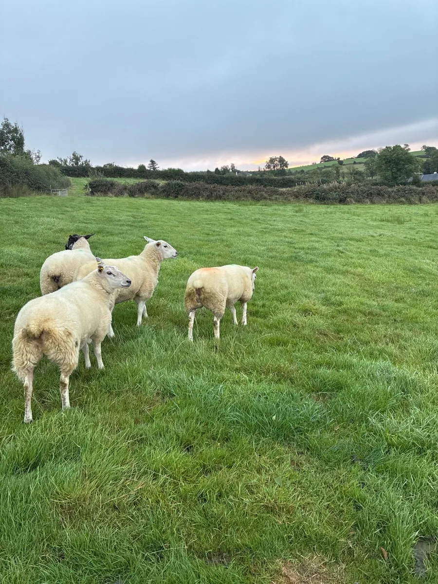 20 organic ewe Hoggets - Image 2