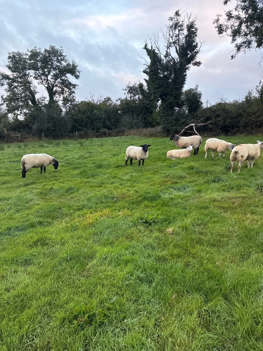 20 organic ewe Hoggets - Image 3