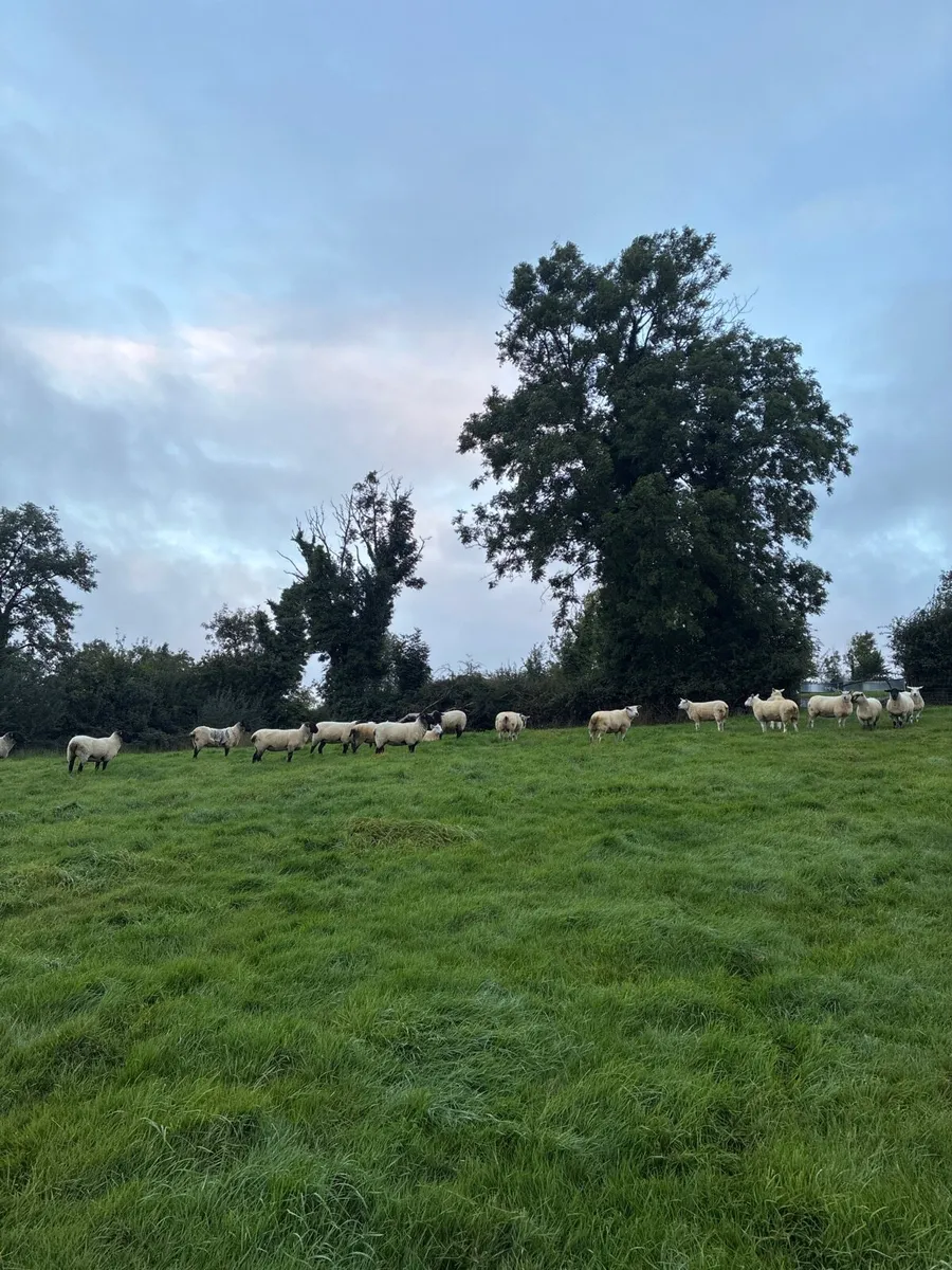 20 organic ewe Hoggets - Image 4