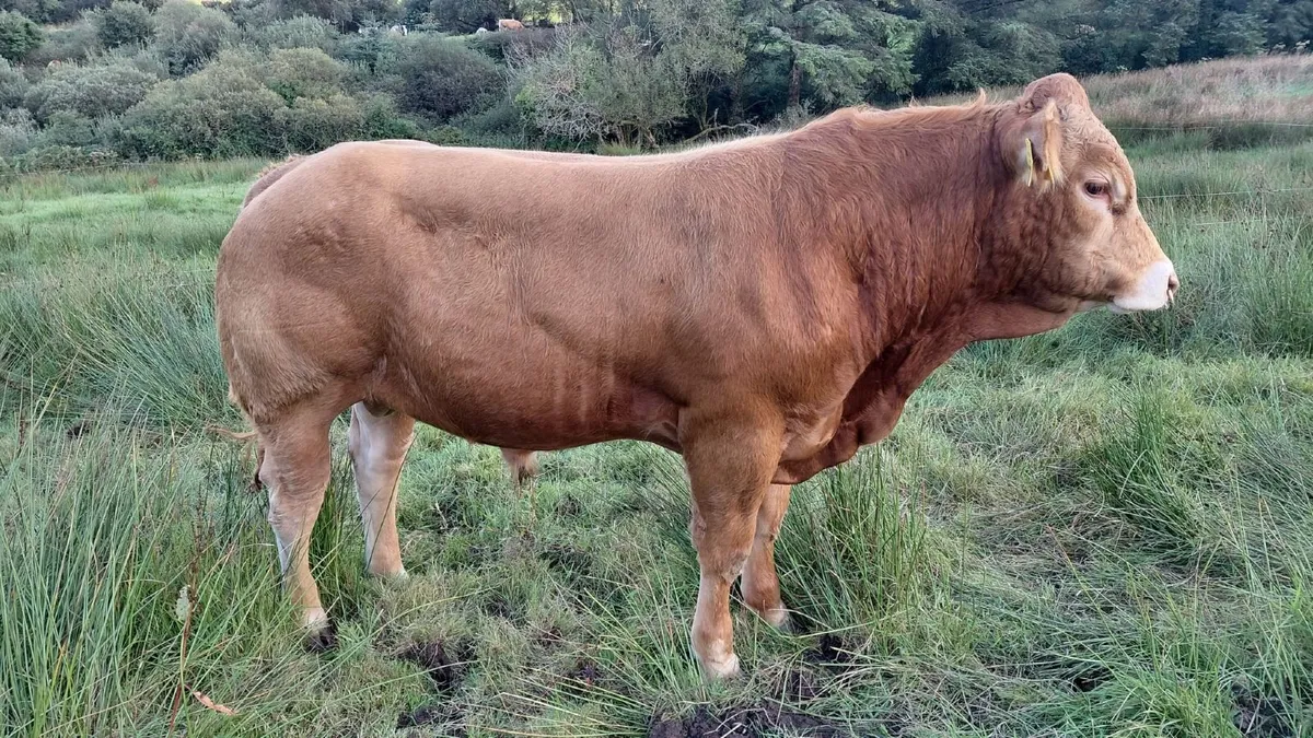 SUPER  PBR LIMOUSIN  BULL - Image 2