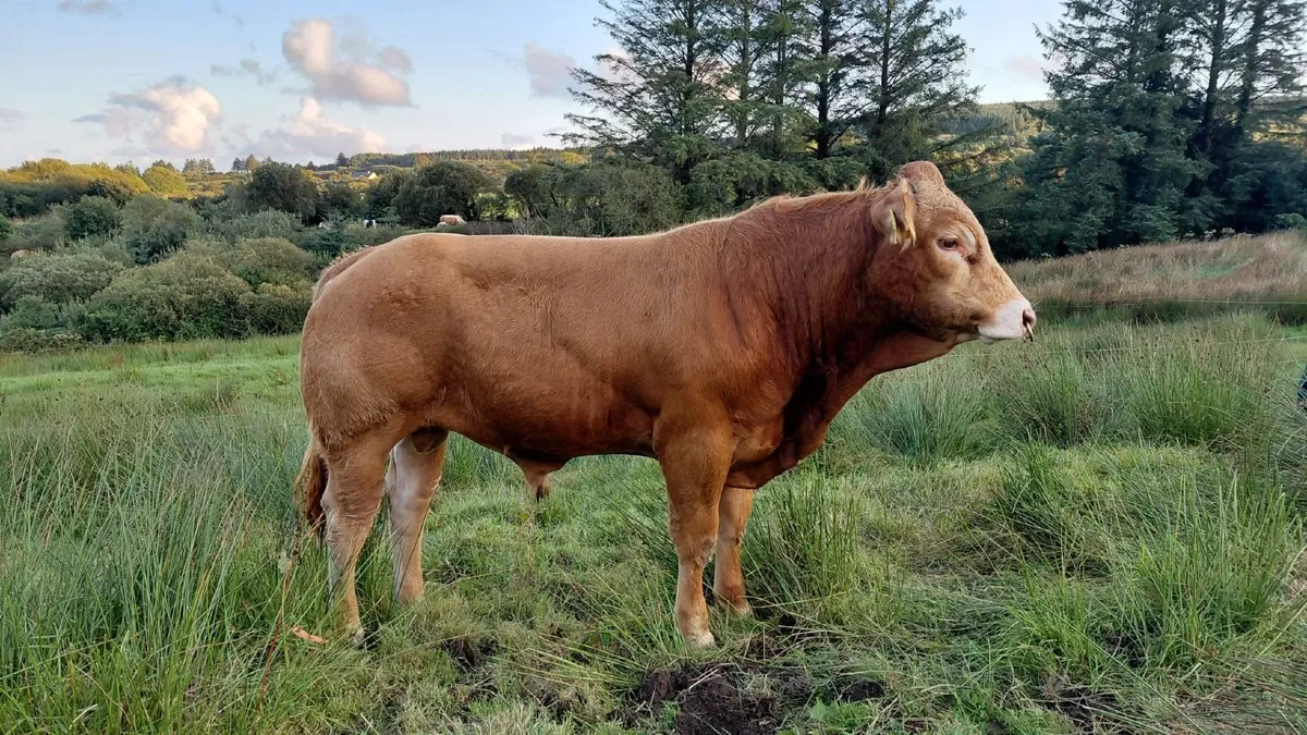 SUPER  PBR LIMOUSIN  BULL - Image 1