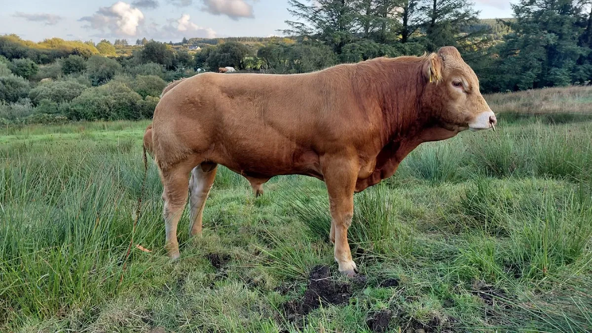 SUPER  PBR LIMOUSIN  BULL - Image 3