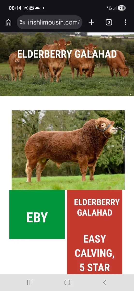 EASY CALVING  PBR LIMOUSIN  BULL BY EBY - Image 3