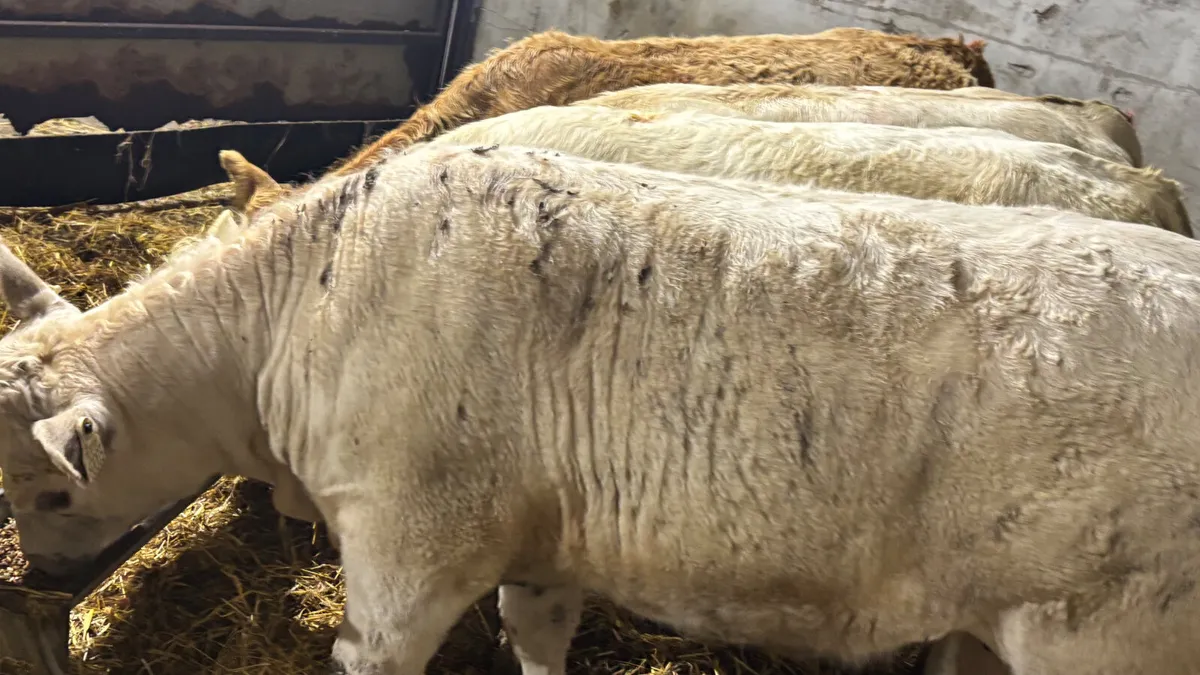 4 Super Charilos Heifer Wealings - Image 4