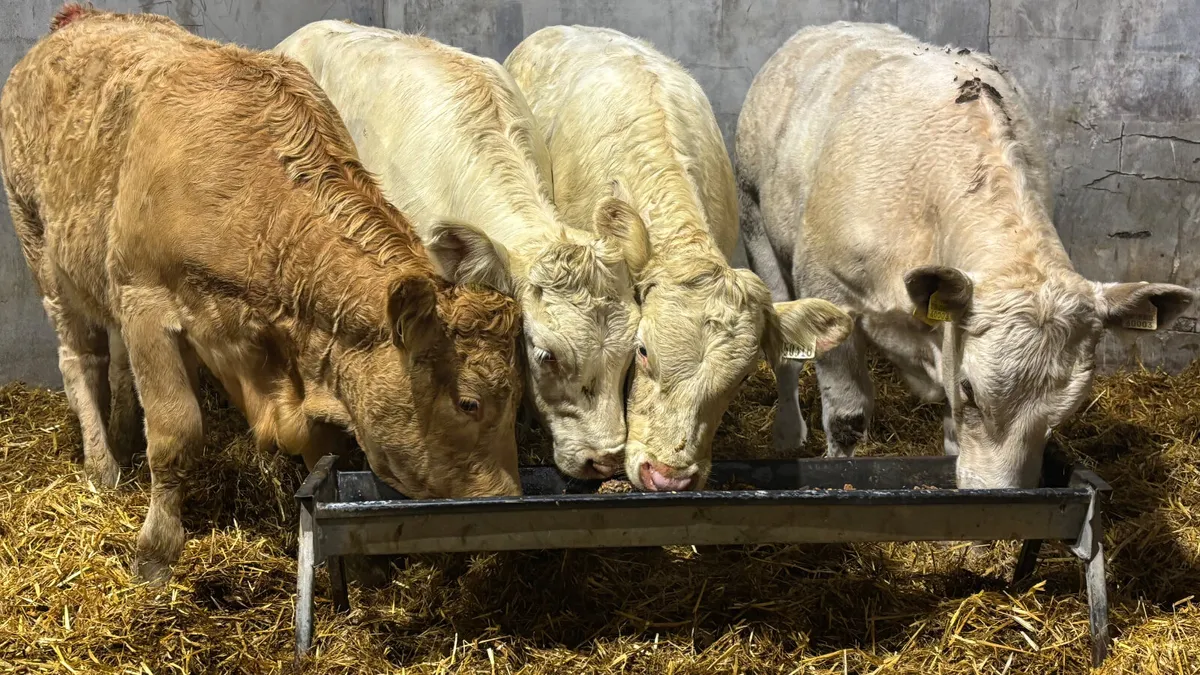 4 Super Charilos Heifer Wealings - Image 1