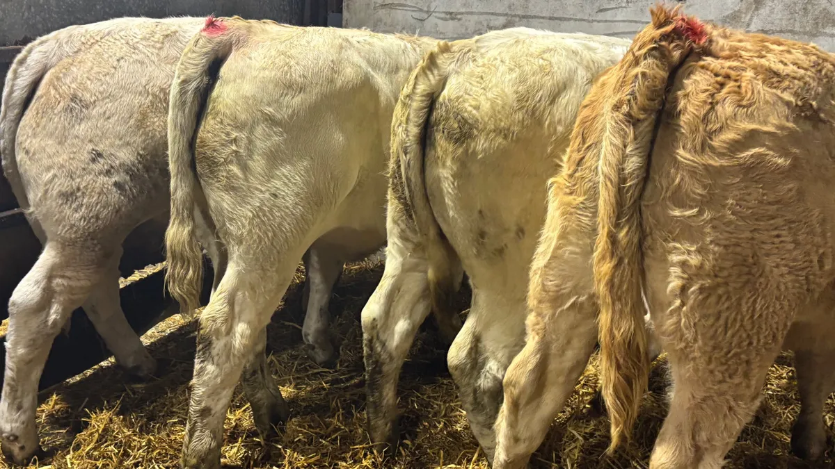 4 Super Charilos Heifer Wealings - Image 2