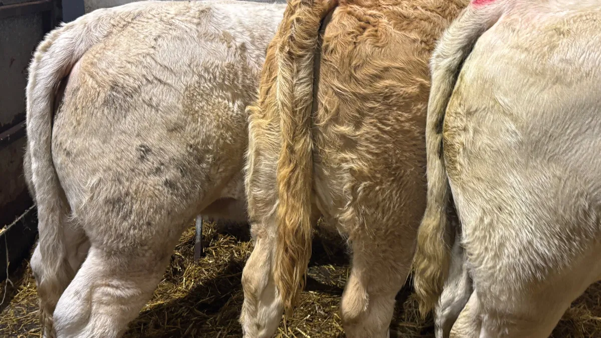 4 Super Charilos Heifer Wealings - Image 3
