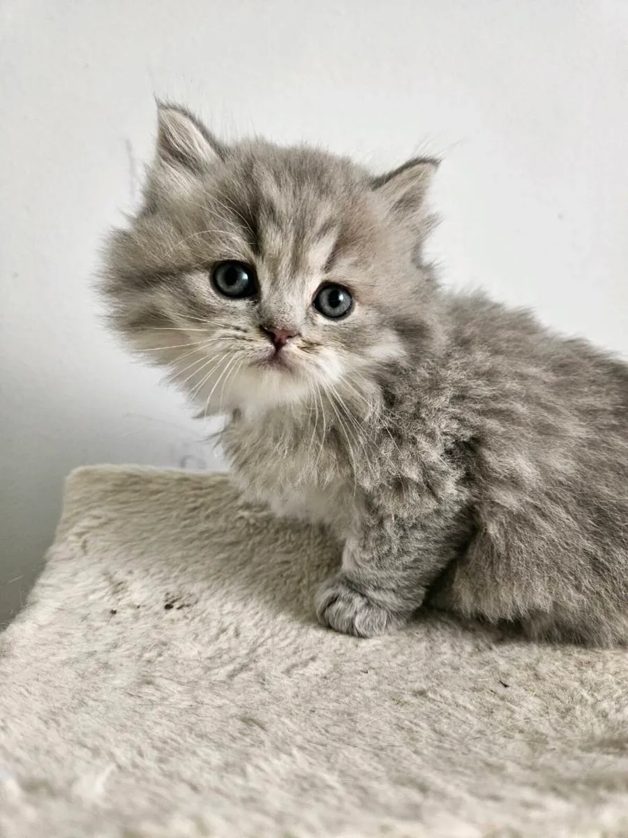 Scottish fold and straight kittens - Image 2