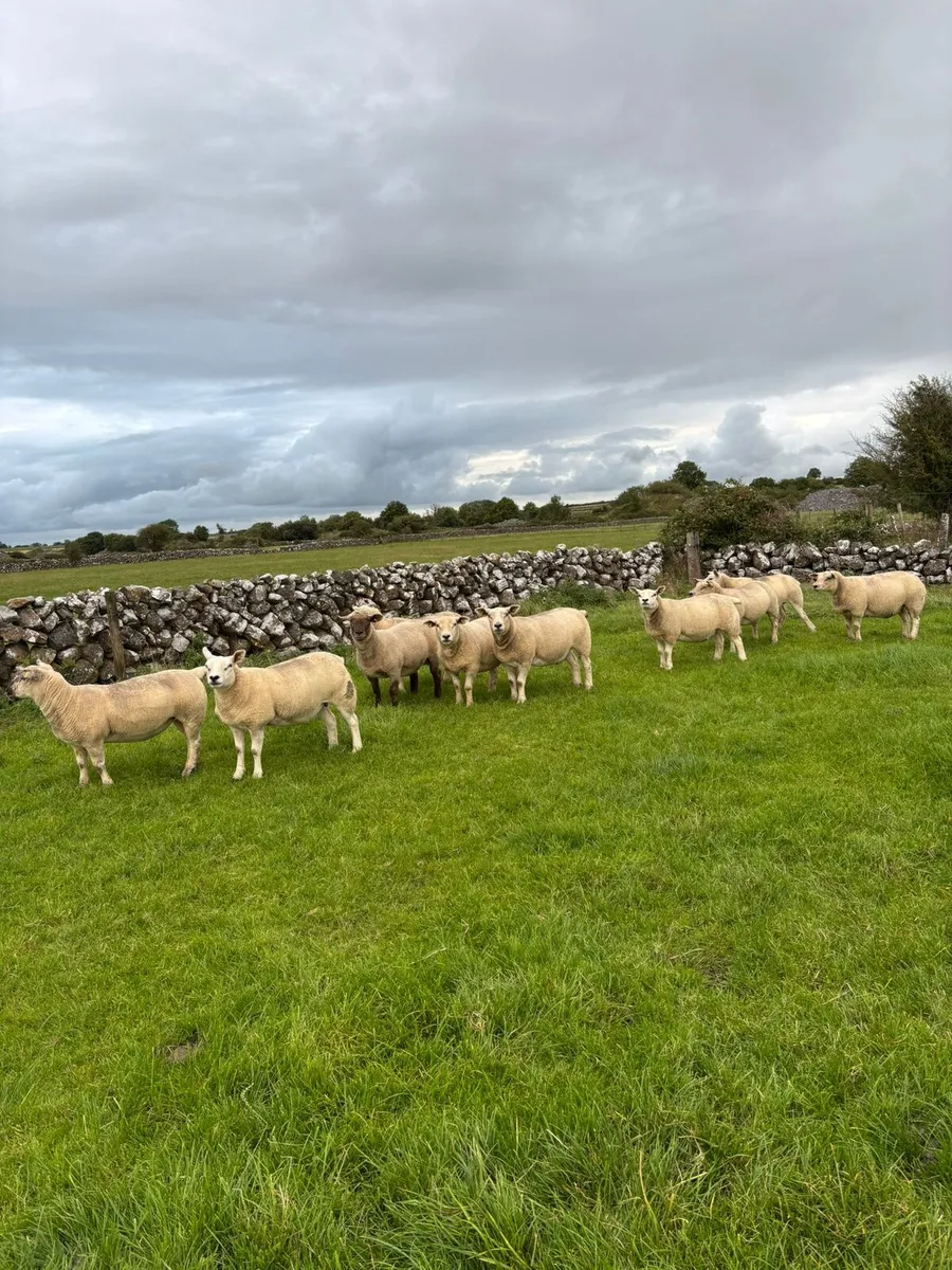 Ewe Hoggets - Image 1