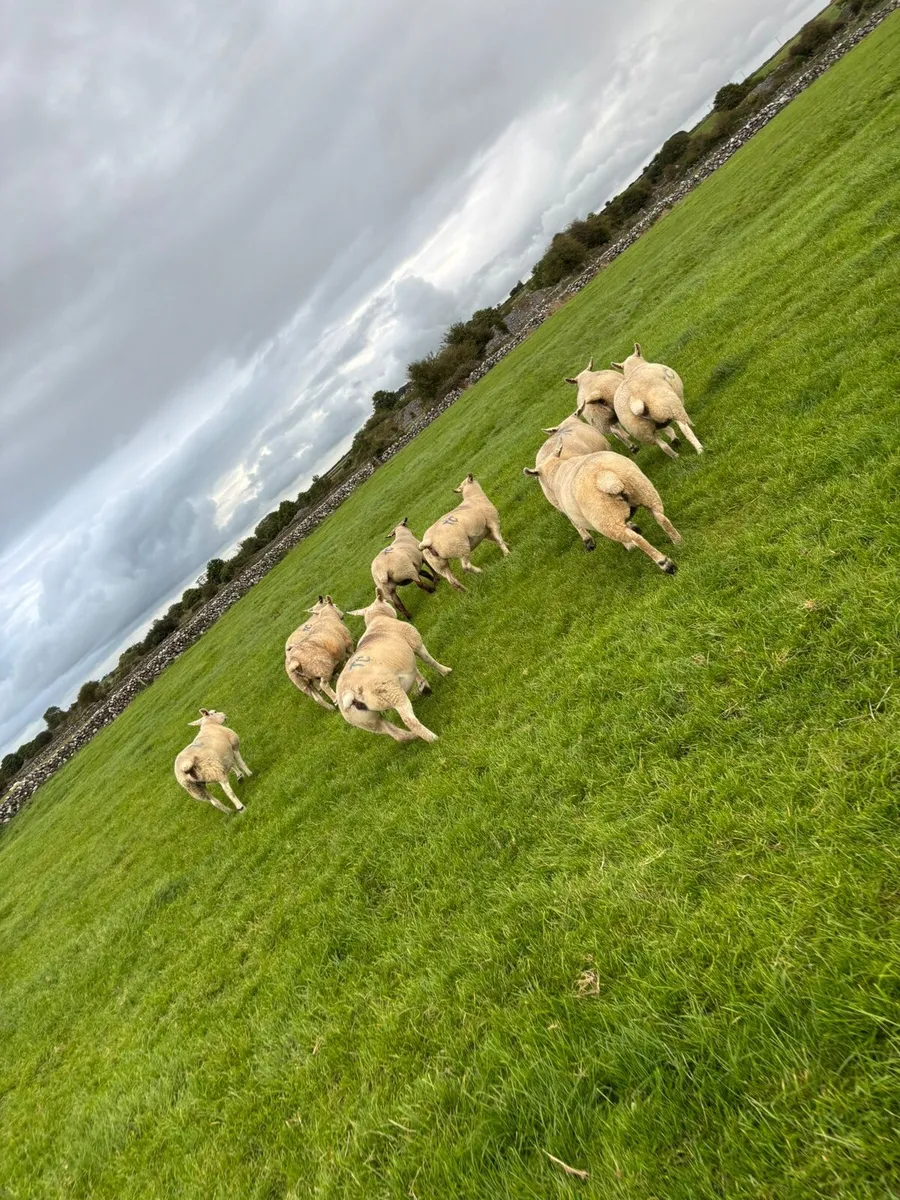 Ewe Hoggets - Image 2