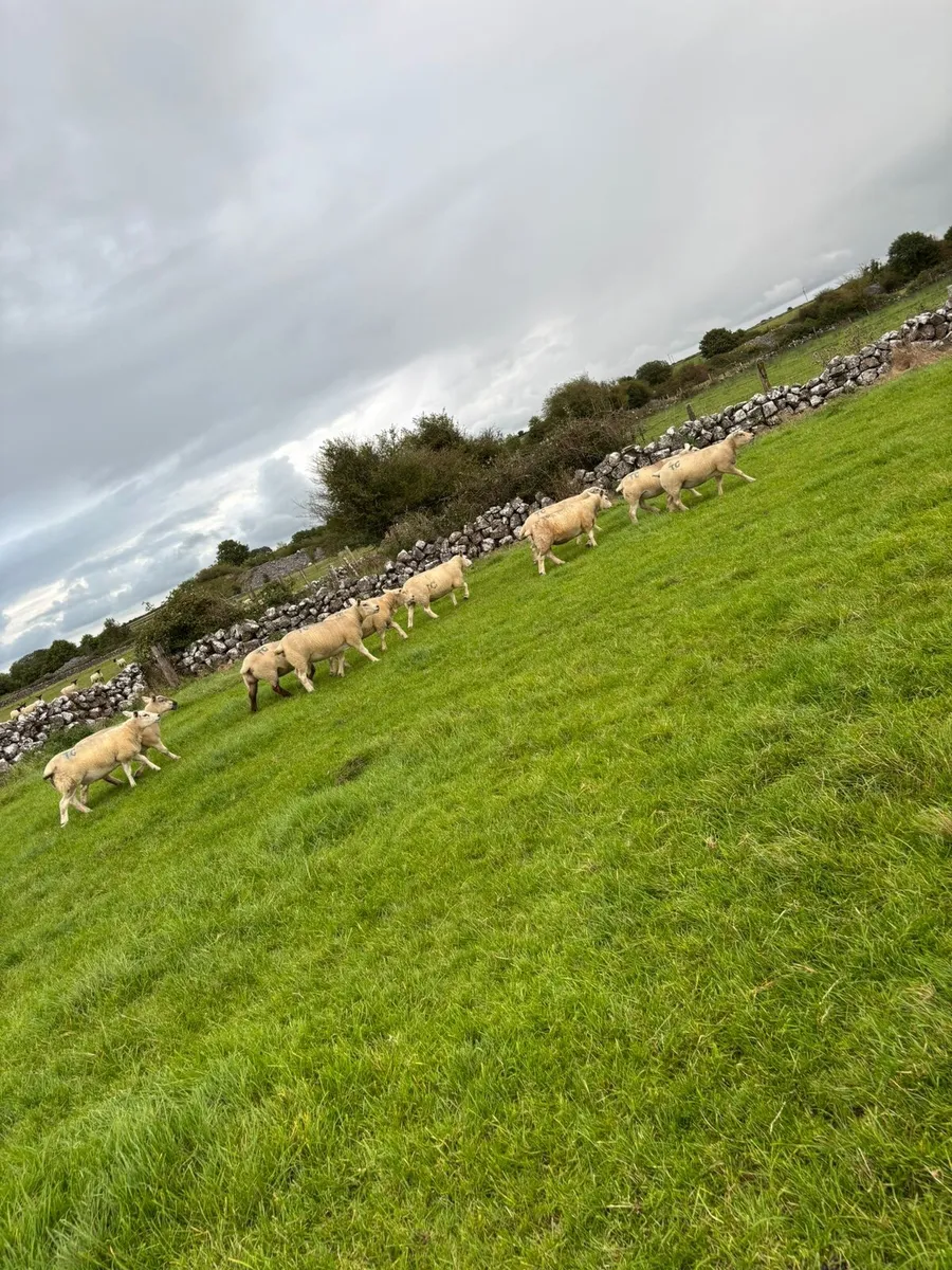 Ewe Hoggets - Image 3