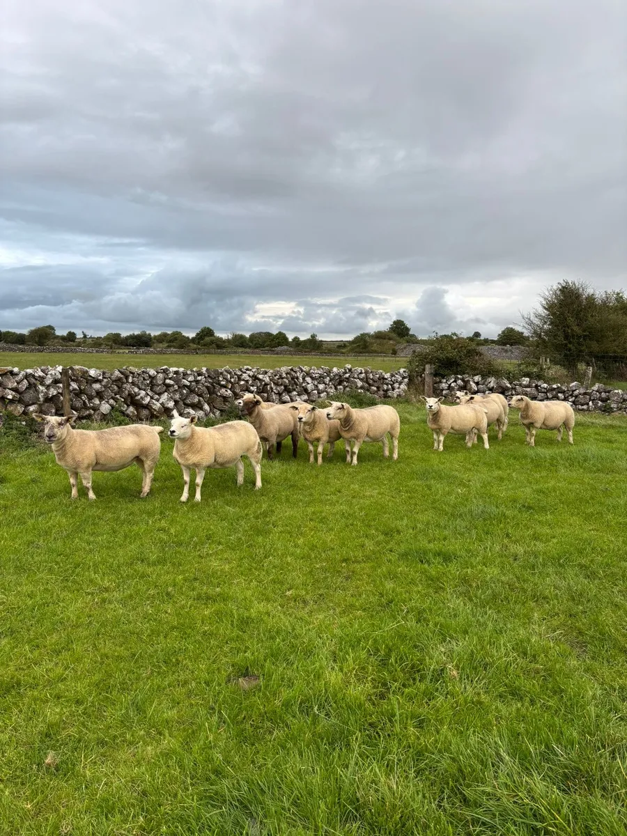 Ewe Hoggets - Image 4