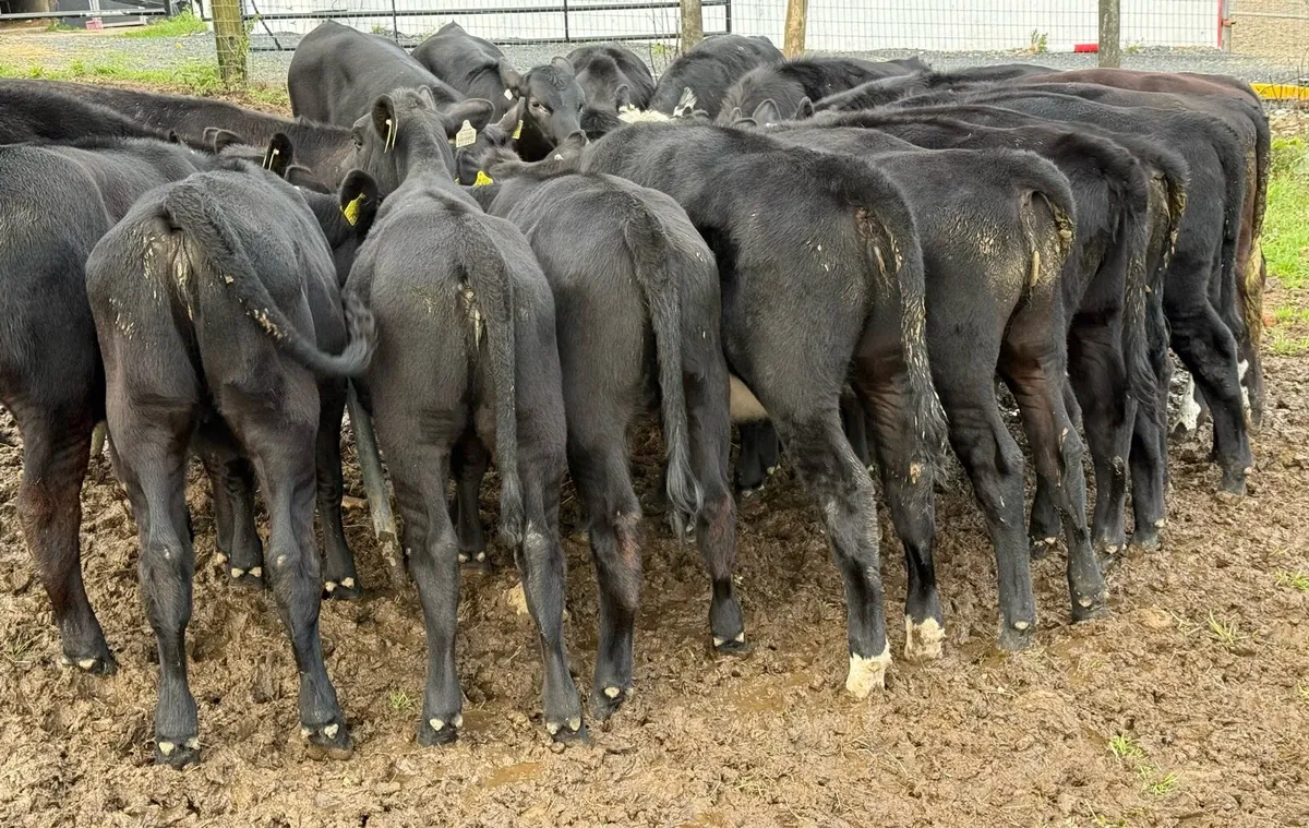 20 super Angus heifer weanlings - Image 2