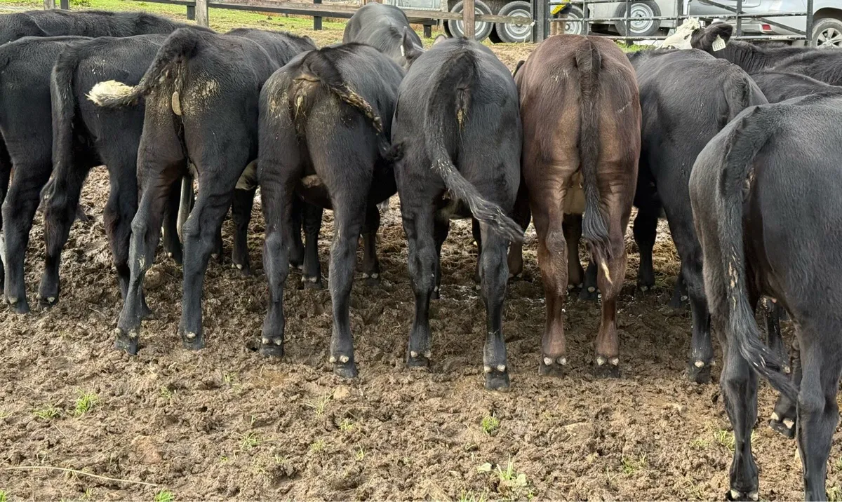 20 super Angus heifer weanlings - Image 3