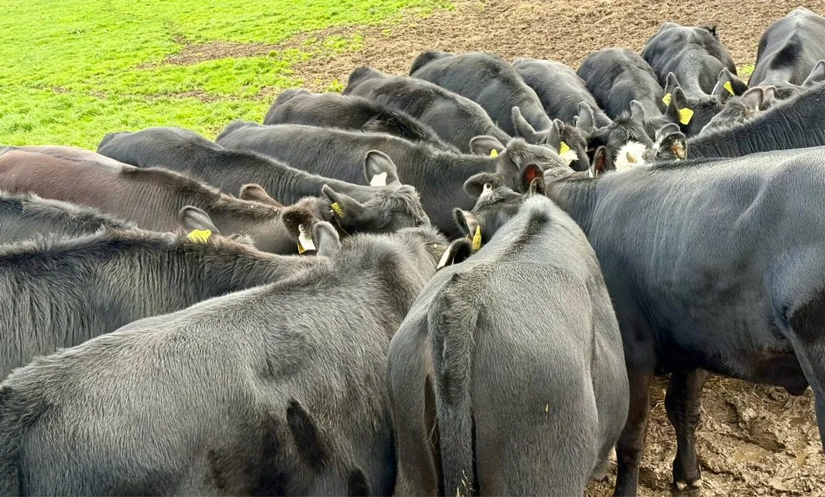 20 super Angus heifer weanlings - Image 4