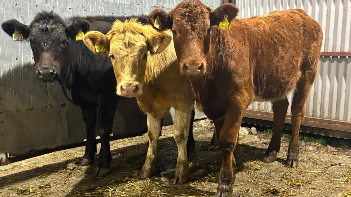 3 Quality Continental Heifer Wealings - Image 1