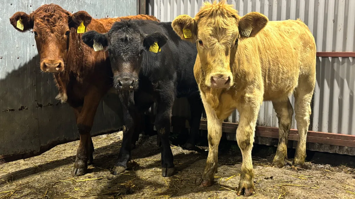 3 Quality Continental Heifer Wealings - Image 3