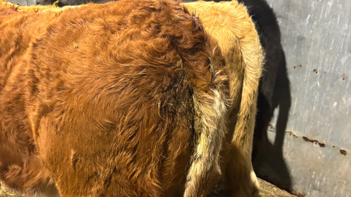 3 Quality Continental Heifer Wealings - Image 4