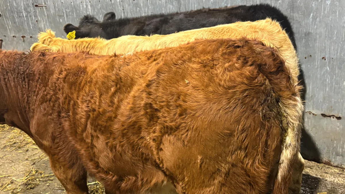 3 Quality Continental Heifer Wealings - Image 2