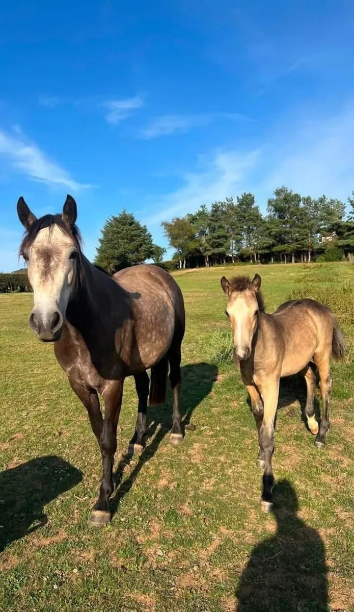 Gwennic de Gorvia colt foal available at weaning - Image 1