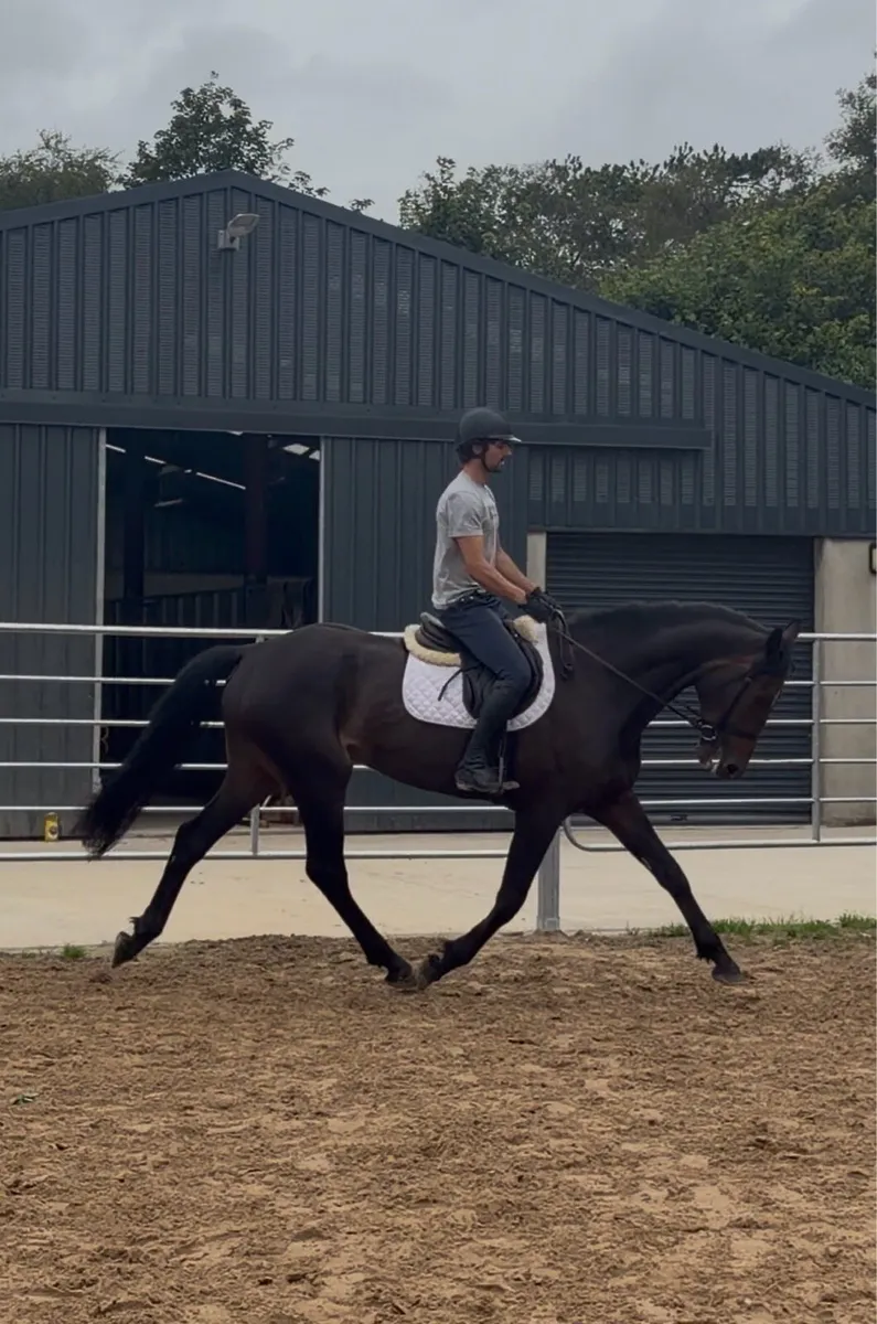 Selection of horses and ponies - Image 1