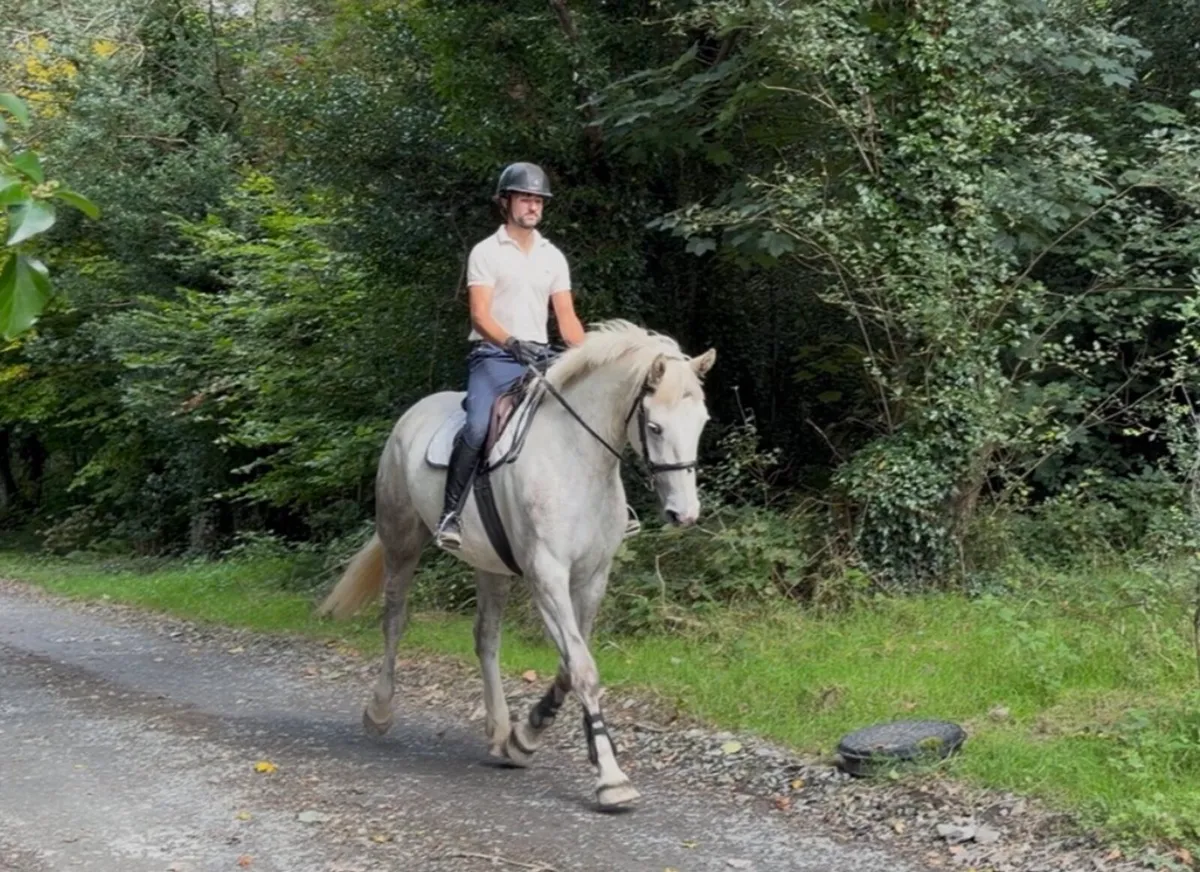 Selection of horses and ponies - Image 2