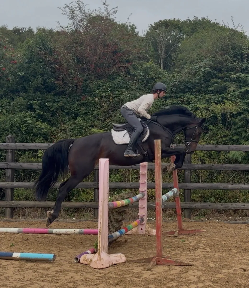Selection of horses and ponies - Image 3