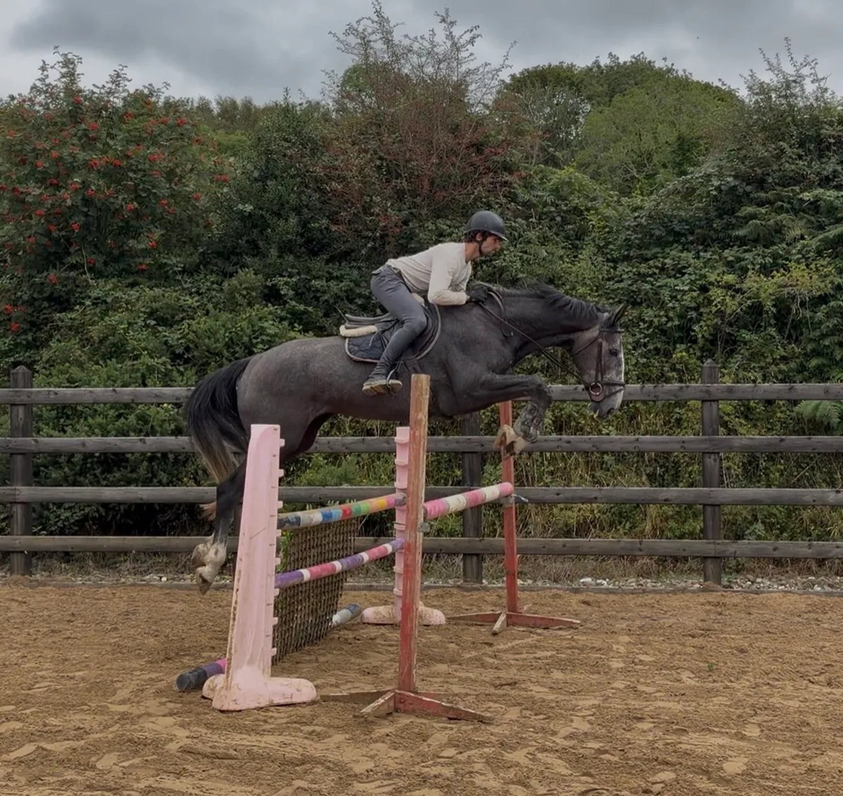 Selection of horses and ponies - Image 4
