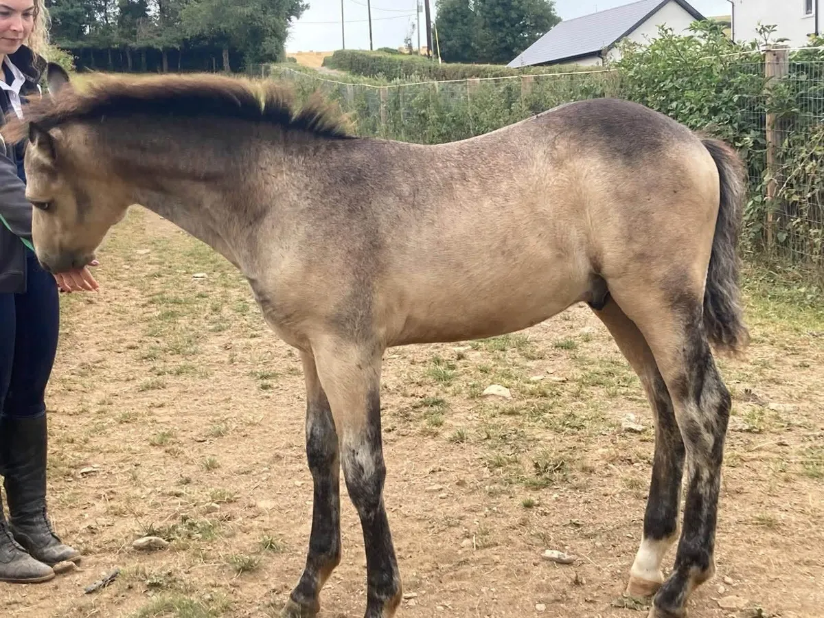 Gwennic de Gorvia colt foal available at weaning - Image 4