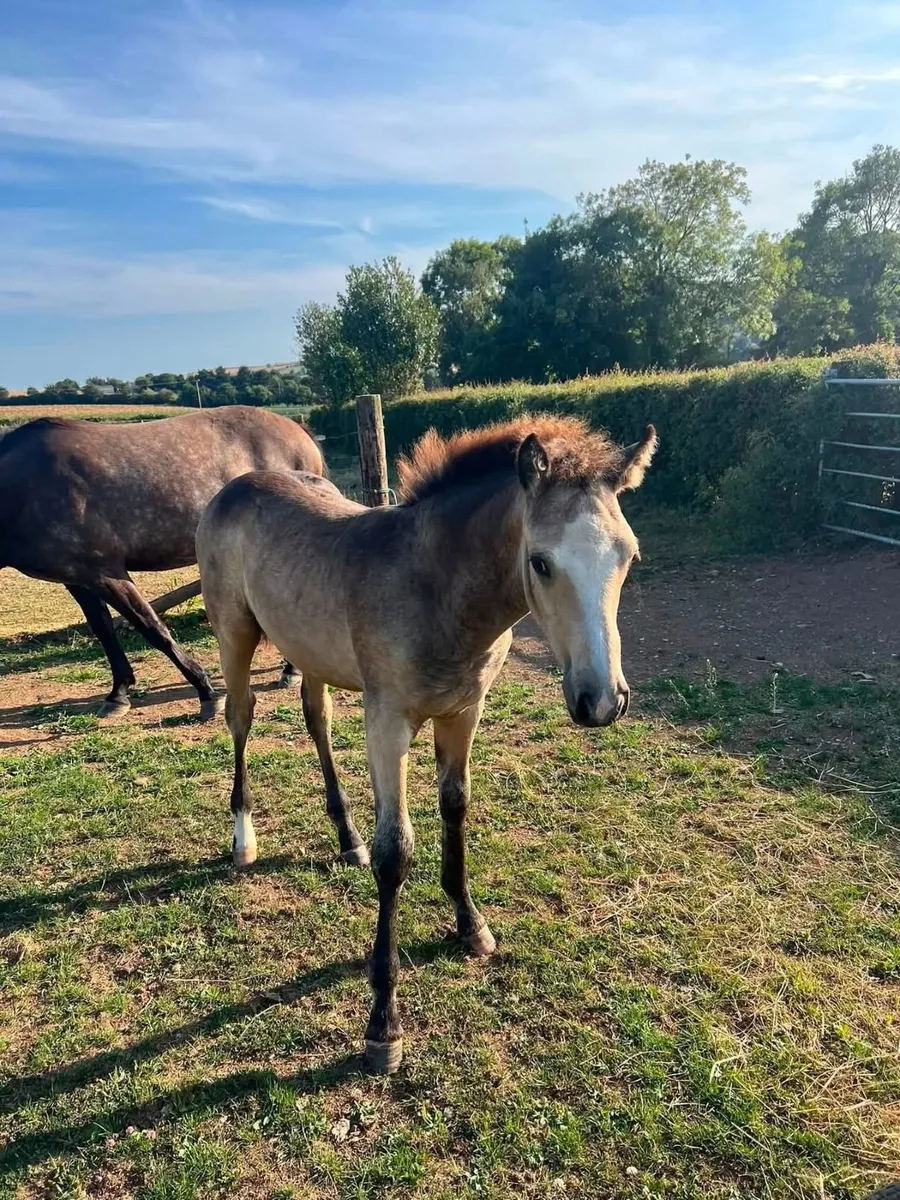 Gwennic de Gorvia colt foal available at weaning - Image 2