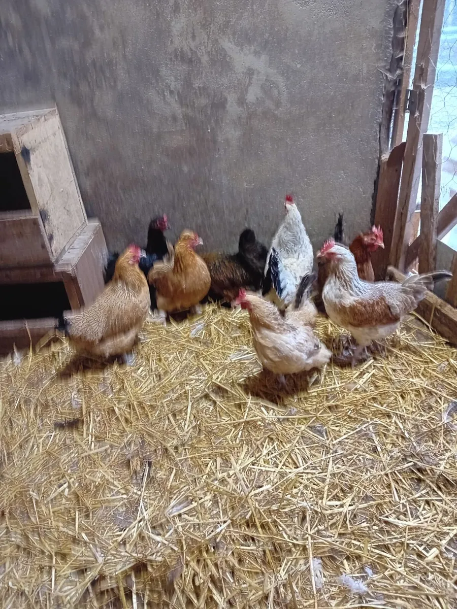 Farmyard Bantams