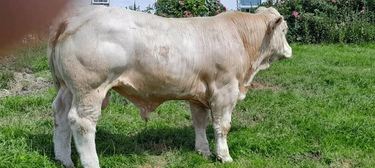 PBR 5 star Charolais bull - Image 1