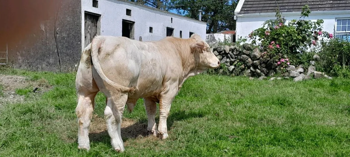 PBR 5 star Charolais bull - Image 2