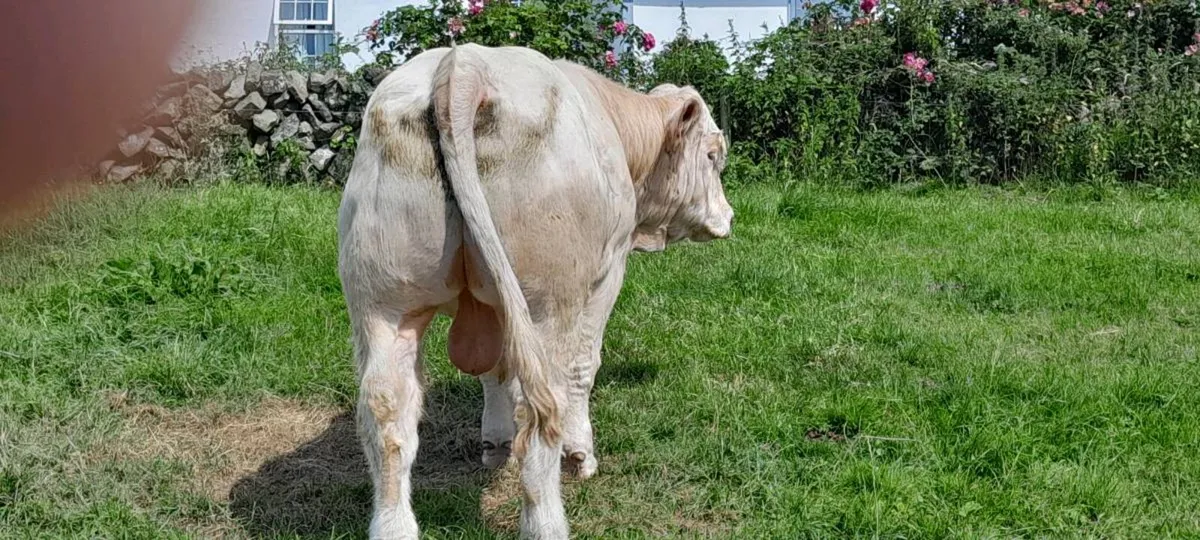 PBR 5 star Charolais bull - Image 3