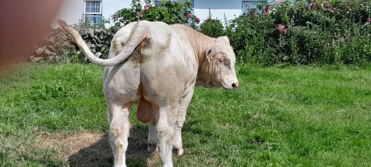 PBR 5 star Charolais bull - Image 4
