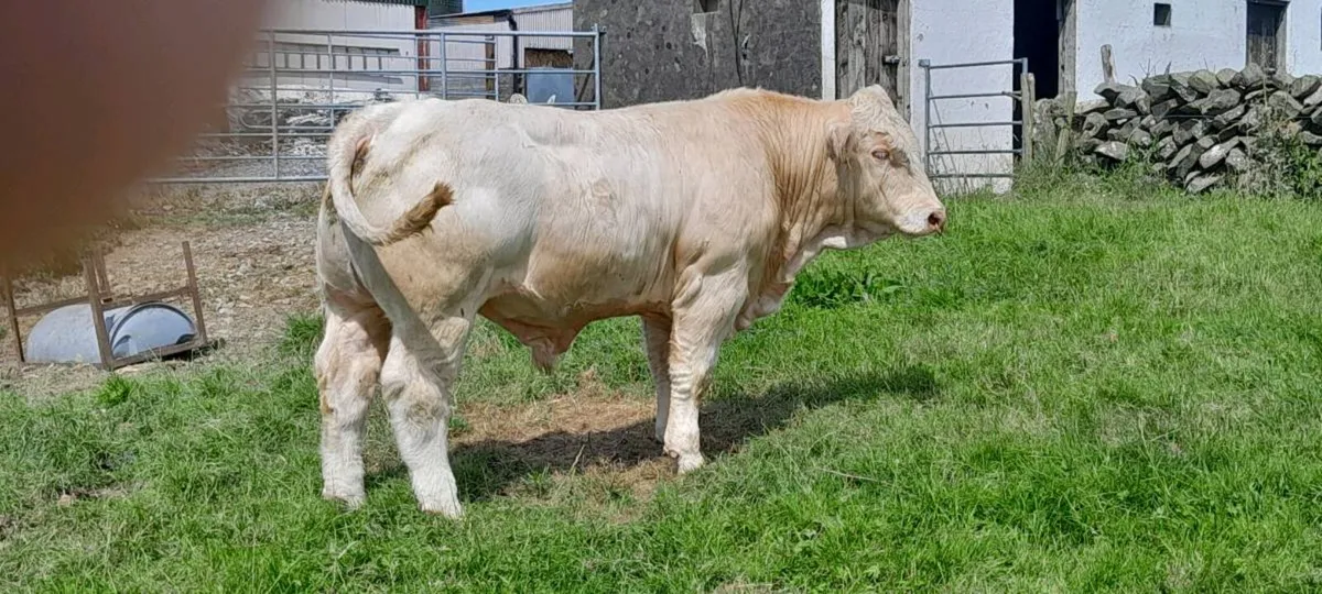 PBR 5 star Charolais bull - Image 4