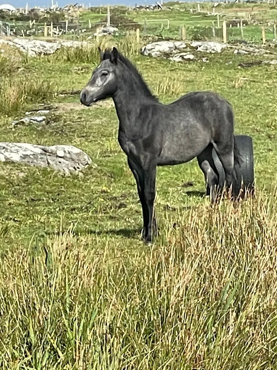 Connemara Colt Foals. - Image 1
