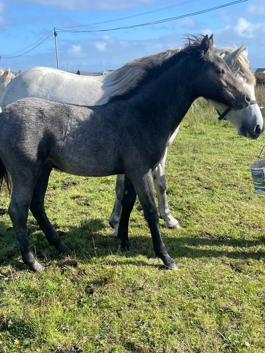 Connemara Colt Foals. - Image 4
